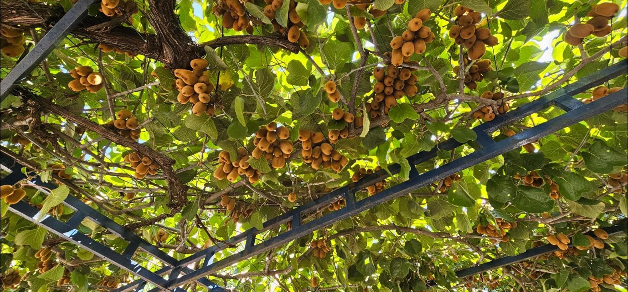 אולסינץ' Kurt Apartaments מראה חיצוני תמונה